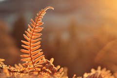 Dürres Farn mit Raureif in der aufgehenden Sonne (Bild: Irene Wanner (Hergiswil b. Willisau, 26. Dezember 2018))
