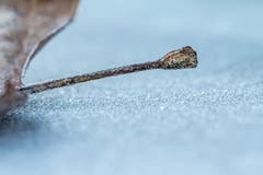 Frostiger Morgen. (Bild: Franziska Hörler)
