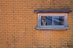 Ob der Winter wohl schon vorbei ist? Eine Katze in Gais schaut vorsichtig zum Fenster hinaus. (Bild: Franziska Hörler)