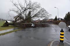 3. Januar: Der Wintersturm «Burglind» verursacht grosse Schäden. Dieser mächtige Baum in Haag wurde durch die Sturmböen entwurzelt, er landete auf der Staatsstrasse.Bild: Heini Schwendener