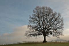 Eine stattliche Eiche in Stettenbach. (Bild: Irene Wanner, 27. Dezember 2018)