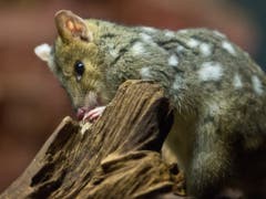 Gewinner: Der Tüpfelbeutelmarder - in einem australischen Nationalpark soll wieder eine Population aufgebaut werden. (Bild: Keystone/DPA/BORIS ROESSLER)