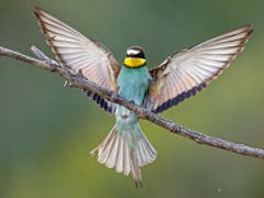 «Gewinner aus den falschen Gründen»: Der Bienenfresser - die Präsenz des Vogels hierzulande geht laut dem WWF auf die Klimaerwärmung zurück. (Bild: Keystone/EPA/RONALD WITTEK)