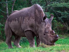 Verlierer: Sudan, das letzte Männchen der Unterart Nördliches Breitmaulnashorn, starb im März. Nun soll es ein Nashornbaby aus dem Labor geben. (Bild: Keystone/EPA/DANIEL IRUNGU)