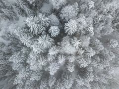 Verschneiter Stösswald in Kriens. (Bild: Pius Amrein, 19. März 2018)