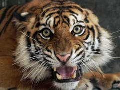 Schaut man nur auf Nepal, ist der Tiger ein Gewinner. (Bild: Keystone/AP/HERI JUANDA)