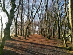 Sonnenstrahlen erleuchten den Schlössliwald in Beromünster. (Bild: Urs Gutfleisch (Beromünster, 28. Dezember 2018))