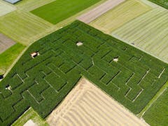 Blick aus der Luft auf das Maislabyrinth in Langrickenbach. (Bild: Donato Caspari)
