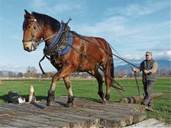 Das Burgdorferpferd Othello mit Andreas Giger auf einem der zahlreichen Hindernisse des Übungsparcours. (Bild: Bilder: Ulrike Huber)