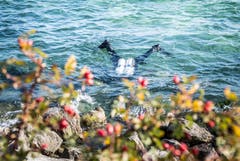 Ein Taucher am Bodensee Clean-up-Day in Romanshorn. (Bild: Andrea Stalder)