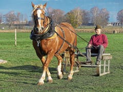 Hufschmid Otto Waibel aus Balgach mit seiner Stute Sunshine beim entspannten Ziehen des Holzschlittens.