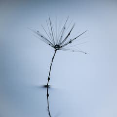 Wassertropfen auf einem Löwenzahn-Schirmchen. (Bild: Petra Jung (Hämikon, 29. Dezember 2018))