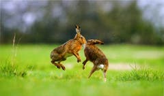 Heimische Tiere (Heye-Verlag)