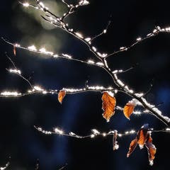 Hemberg: Die Weihnachtstage sind vorbei, aber im Wald hält das Glitzern an. (Bild: Ralph Brühwiler)
