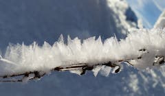Schneekristalle in voller Pracht auf der Schwägalp. (Bild: Daniel Meuli)