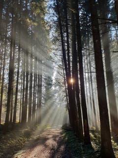 Ein Sonnenblinzler auf dem Sonnenberg in Abtwil. (Bild: Daniel Meuli)