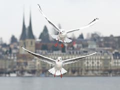 Es macht den Anschein als vollbrächten die beiden Möwen eine perfekte Choreografie für ein schönes Bild. In Wirklichkeit hatten sie aber nur die Brotstückchen im Visier, die eine Frau ausgeworfen hatte. (Bild: Bruno Schuler; Luzern, 30. Dezember 2018)