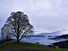 Ein Lindenbaum beim Holderchäppeli mit Wolken, Nebel und Dunst im Tal. (Bild: Urs Gutfleisch, 30. Dezember 2018)