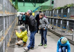 Das Publikum zeigt grosses Interesse an der Kleintierausstellung in Buchs. (Bilder: Hansruedi Rohrer)