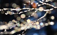 Hemberg: Die Weihnachtstage sind vorbei, aber im Wald hält das Glitzern an. (Bild: Ralph Brühwiler)