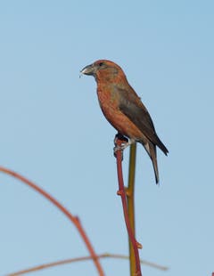 Der Fichtenkreuzschnabel brütet im Winter und wird deshalb auch als Weihnachtsvogel bezeichnet.(Bild: Hans Aeschlimann)