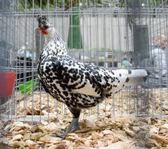 Dieses Appenzeller silber-schwarzgetupfte Spitzhaubenhuhn trumpft stolz auf.