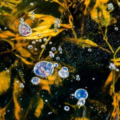 Wunder der Natur am Wenigerweiher (Bild: Jürg Nadler)