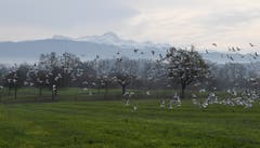 Die Weihnachtsboten sind in Zihlschlacht unterwegs. (Bild: Yvonne Aldrovandi-Schläpfer)