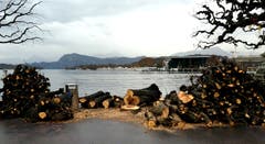 Auch Rosskastanien können ins Alter kommen. (Bild: Walter Buholzer, Luzern, 3. Dezember 2018)