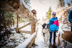 Mit den Bernhardinern auf einer Winterwanderung auf der Rigi. (Bild: Roger Grütter, 1. Dezember 2018)