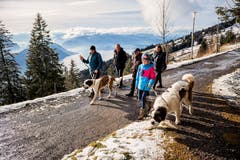 Mit den Bernhardinern auf einer Winterwanderung auf der Rigi. (Bild: Roger Grütter, 1. Dezember 2018)