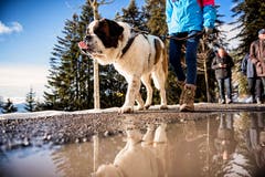 Mit den Bernhardinern auf einer Winterwanderung auf der Rigi. (Bild: Roger Grütter, 1. Dezember 2018)