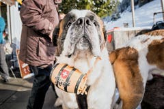Mit den Bernhardinern auf einer Winterwanderung auf der Rigi. (Bild: Roger Grütter, 1. Dezember 2018)