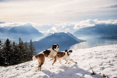 Mit den Bernhardinern auf einer Winterwanderung auf der Rigi. (Bild: Roger Grütter, 1. Dezember 2018)