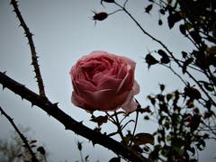 Anfangs Dezember und noch immer sind solche wunderschönen Rosen an der Seestrasse in Meggen zu sehen! (Bild: Margrith Imhof-Röthlin (Meggen, 4. Dezember 2018))