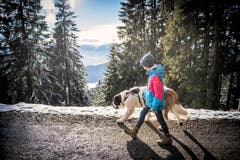 Mit den Bernhardinern auf einer Winterwanderung auf der Rigi. (Bild: Roger Grütter, 1. Dezember 2018)