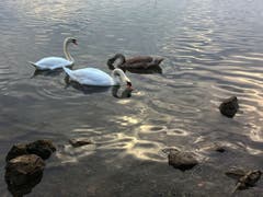 Ruhige Zeiten am Alten Rhein. (Bild: Toni Sieber)