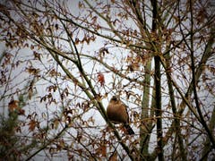 «Eine gute Tarnung beim Chillen ist immer gut, aber eine aufmerksame Weitsicht ist eindeutig noch sicherer», schreibt diese Leserin zum Foto. (Bild: Margrith Imhof-Röthlin (Meggen, 5. Dezember 2018))