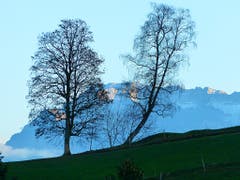 «Hoffentlich kommt der angekündigte Sturm heute nicht von links, sonst ist es vielleicht um den rechten Baum geschehen. Im Hintergrund ist der Pilatus zu sehen.» (Bild: Josef Lustenberger (Wolhusen, 7. Dezember 2018))