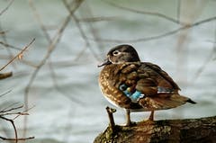 Eine Ente am Sempachersee (Bild: Marianne Schmid (Sempach, 8. Dezember 2018))