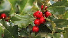 Eine Stechpalme mit ihren Früchten (Bild: Irene Wanner (Schötz, 8. Dezember 2018))