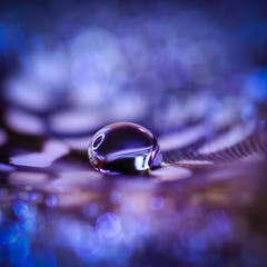 Tropfen auf einer Feder – Makrofotografie. (Bild: Petra Jung, 9. Dezember 2018)