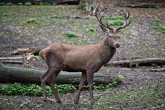 Tiere im Hirschpark Luzern. (Bild: Pius Amrein/Neue LZ)