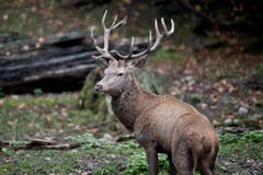 Tiere im Hirschpark Luzern. (Bild: Pius Amrein/Neue LZ)