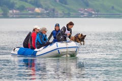 Mit einem mutigen Sprung katapultiert sich der vierbeinige Athlet aus dem Boot... (Bild: Maria Schmid / Neue ZZ)