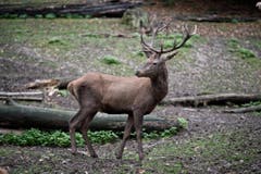 Tiere im Hirschpark Luzern. (Bild: Pius Amrein/Neue LZ)