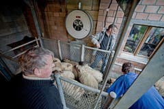 Gruppenweise gehts auf die Wägestation. (Bild: Pius Amrein / Neue LZ)