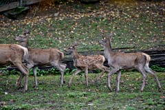 Tiere im Hirschpark Luzern. (Bild: Pius Amrein/Neue LZ)