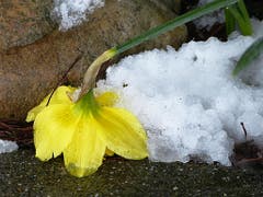 Der schwere Nassschnee hat mein Genick gebrochen. (Bild: Josef Lustenberger)