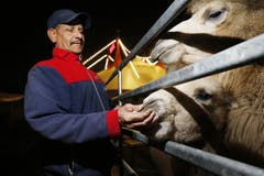 Innert weniger Stunden ist am Montag auf dem Stierenmarktareal eine Zeltstadt aufgebaut worden. Denn der Schweizer Nationalzirkus gibt am Dienstag und Mittwoch sein alljährliches Gastspiel in der Stadt. Trotz der Aufbauhektik gehen die Tiere nicht vergessen: Hier füttert El Adam Hassan die Kamele. (Bild: Stefan Kaiser / Neue ZZ)